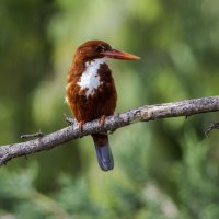 Красноклювая альциона. :: Alexander Amromin Красноклювая альциона. :: Alexander Amromin