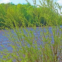 Май...Весна первой зелени! :: Владимир 