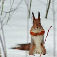 В нарядной мартовской шубке :: Любовь Сахарова