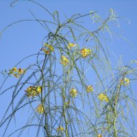 Очень мне понравились цветы! :: Елена Шаламова Очень мне понравились цветы! :: Елена Шаламова