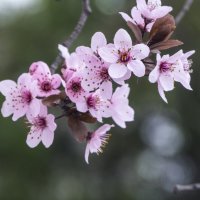 Весенние  цветы :: Валентин Семчишин