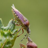 Щитник ягодный, или клоп ягодный ( Dolycoris baccarum). :: Александр Григорьев