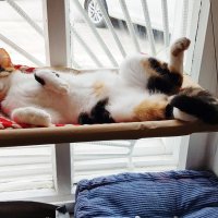 барыня :: Владимир 