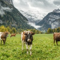 Швейцария :: Владимир Колесников