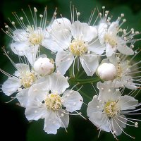 В месяце мае :: Елена Семигина