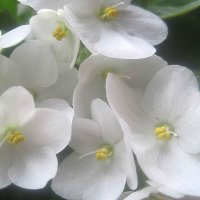 Фиалка :: Елена Семигина