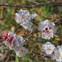 Миндаль 2 :: Giant Tao /