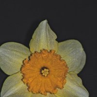 Нарцисс :: Giant Tao /