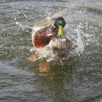 Веселые уточки....))... :: Галина Веселые уточки....))... :: Галина