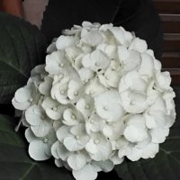 Белые цвету :: Дмитрий Никитин Белые цвету :: Дмитрий Никитин