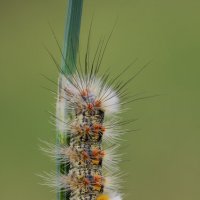 Гусеница.Кистехвост Степной (Orgyia dubia) :: Александр Григорьев Гусеница.Кистехвост Степной (Orgyia dubia) :: Александр Григорьев