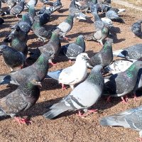 Голуби :: Сапсан 