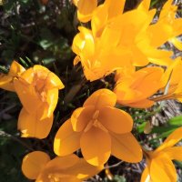 Крокус :: Сапсан 