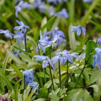 Подснежники :: Татьяна Машошина