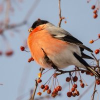 Красавчик. :: Виктор Иванович Чернюк Красавчик. :: Виктор Иванович Чернюк