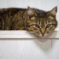 Чикуня :: Referee (Дмитрий) Чикуня :: Referee (Дмитрий)