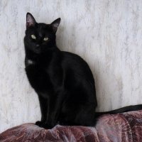 Добрая примета. Кот Василий :: Ольга Довженко