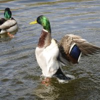 Веселые уточки....)) :: Галина 
