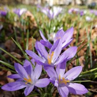 Прикоснуться к красоте можно только сердцем. Павол Орсаг Гвездослав... :: Галина Прикоснуться к красоте можно только сердцем. Павол Орсаг Гвездослав... :: Галина