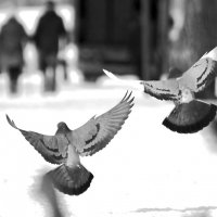 Оберегая :: Марина Фомина.