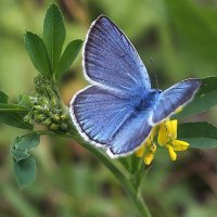 ** :: Зоя Мишина