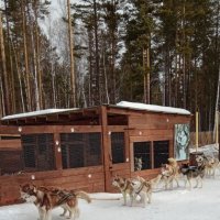 Байкал. Листвянка. Питомник ездовых собак :: Ирэн 