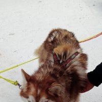 Байкал. В питомнике ездовых собак :: Ирэн 