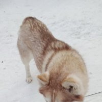 Байкал. В питомнике ездовых собак :: Ирэн 