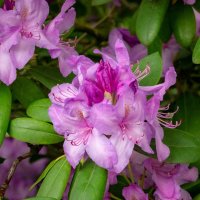 Этюд с рододендроном... :: Николай Гирш Этюд с рододендроном... :: Николай Гирш