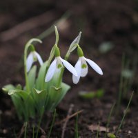 Подснежники :: Ninell Nikitina Подснежники :: Ninell Nikitina