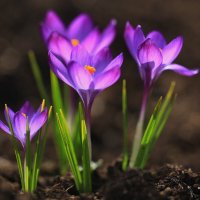 Крокусы :: Ninell Nikitina Крокусы :: Ninell Nikitina