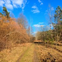 природа конца марта 1 :: Александр Прокудин