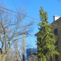 ель у дома :: Лера ель у дома :: Лера