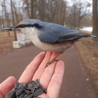 Поползень :: Сапсан 