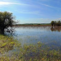 Заливные луга. :: nadyasilyuk Вознюк