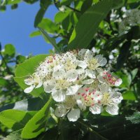 весна :: марта Камушкина