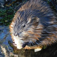 Ондатра :: Лина 