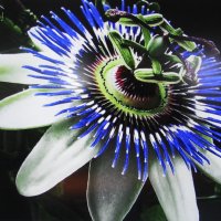 Во всей красе :: Людмила Смородинская