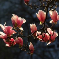 Магнолиевое утро :: Юрий. Шмаков