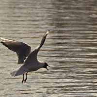 Сейчас приводнюсь :: Владимир Зырянов