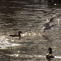 Нужны вы мне :: Владимир Зырянов