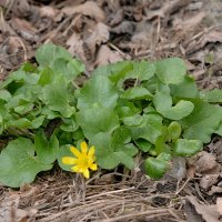 С 1 Апреля , Друзья !!! :: Сеня Белгородский С 1 Апреля , Друзья !!! :: Сеня Белгородский