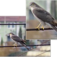 1 апреля - Всемирный день птиц ! :: Сеня Белгородский 1 апреля - Всемирный день птиц ! :: Сеня Белгородский