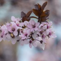 Весенние цветы :: Валентин Семчишин