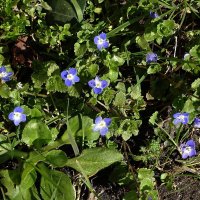 Вероника :: Рита Симонова