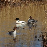 весна. крохаль :: ИННА ПОРОХОВА весна. крохаль :: ИННА ПОРОХОВА