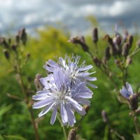 Латук сибирский :: Anna Ivanova