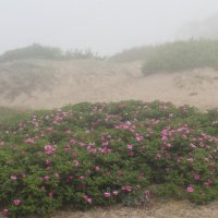 Дюны в тумане :: Августина 