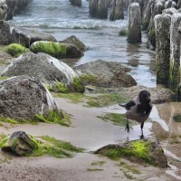 В поисках морских деликатесов :: Августина 