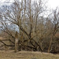 На берегу речки Песочной, конец марта :: Светлана 